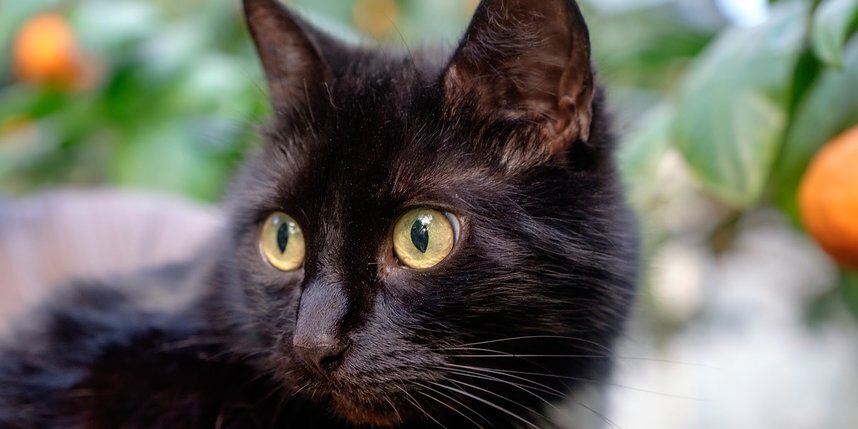    Поздравляем котиков.Алена Бобрович