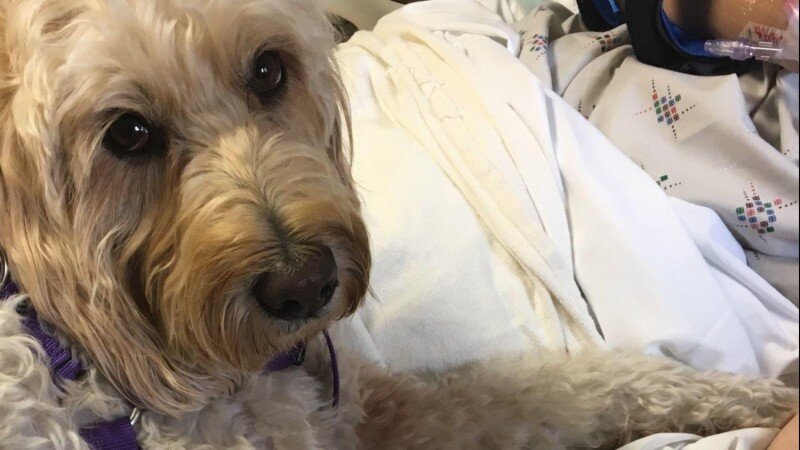 Собака Ферги. Источник фото: http://goodnewsanimal.ru/news/devushka_vyshla_iz_dlitelnoj_komy_posle_togo_kak_ee_ruku_liznula_sobaka/2018-10-01-7254