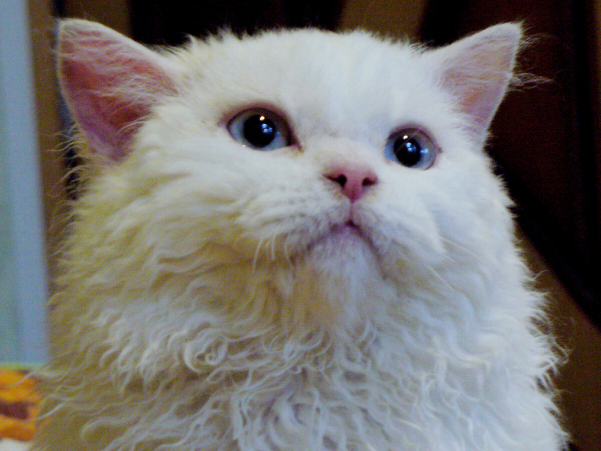 Фото автора. Кот Баскер