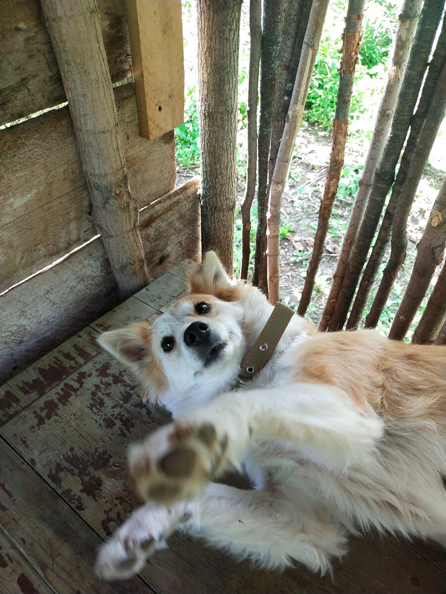 Лапочка