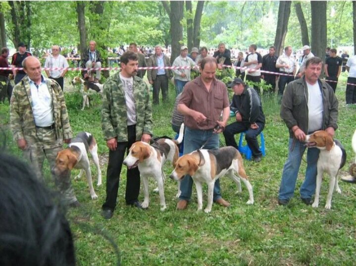 Состязания рорс. Рорс собаководство. Отличие континентальных и островных легавых. Рорс собаководство. Соревнования собак.