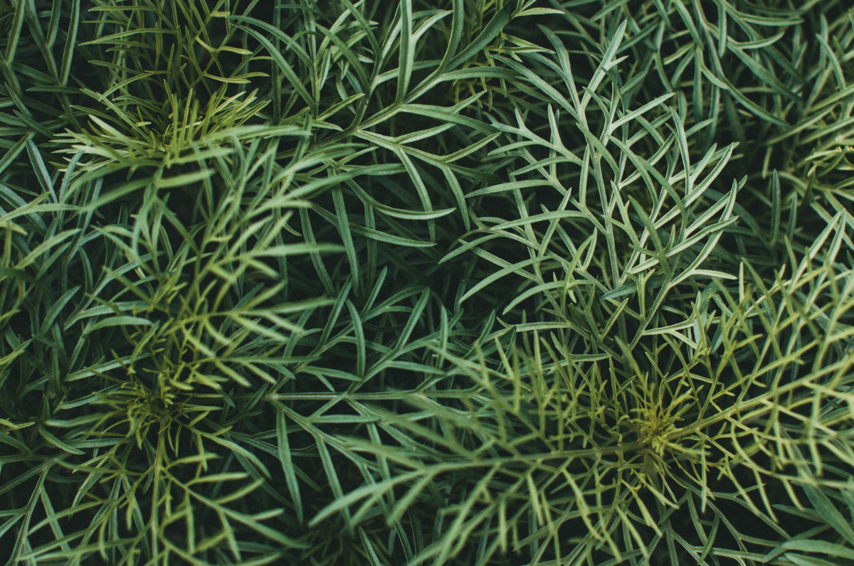    Pexels