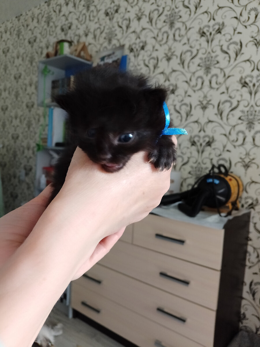 Мальчик Синяя ленточка