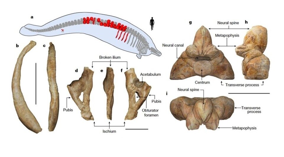   Eli Amson et al. / Nature, 2023