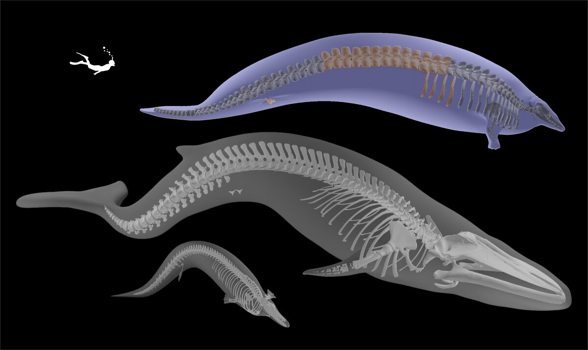   Florent Goussard; Imaging and Analysis Centre at the Natural History Museum London; Marco Merella