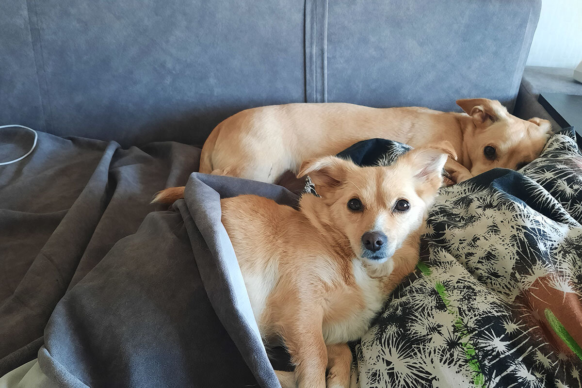    Всегда теряюсь, когда прохожие спрашивают о породе собак. Источник: из архива автора