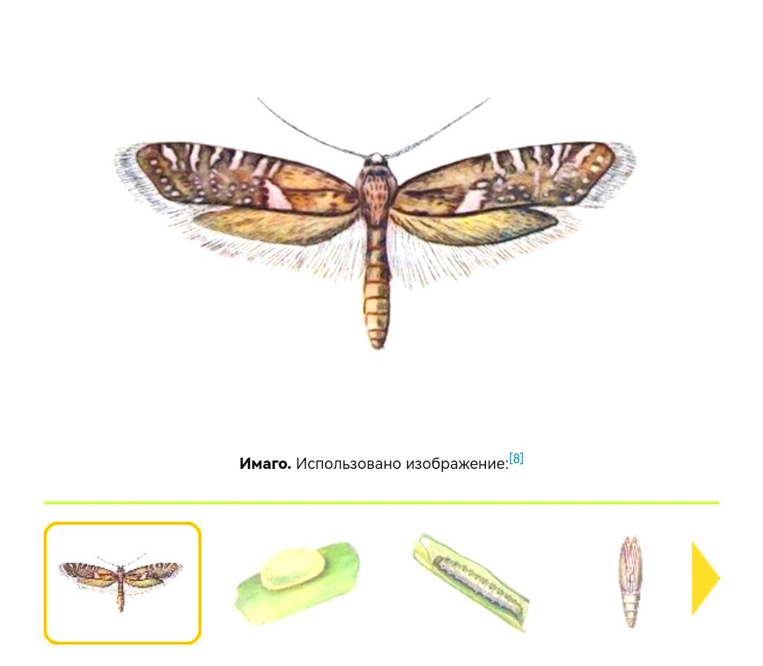 Луковая моль и фазы её развития. Фото с сайта Пестициды.ru