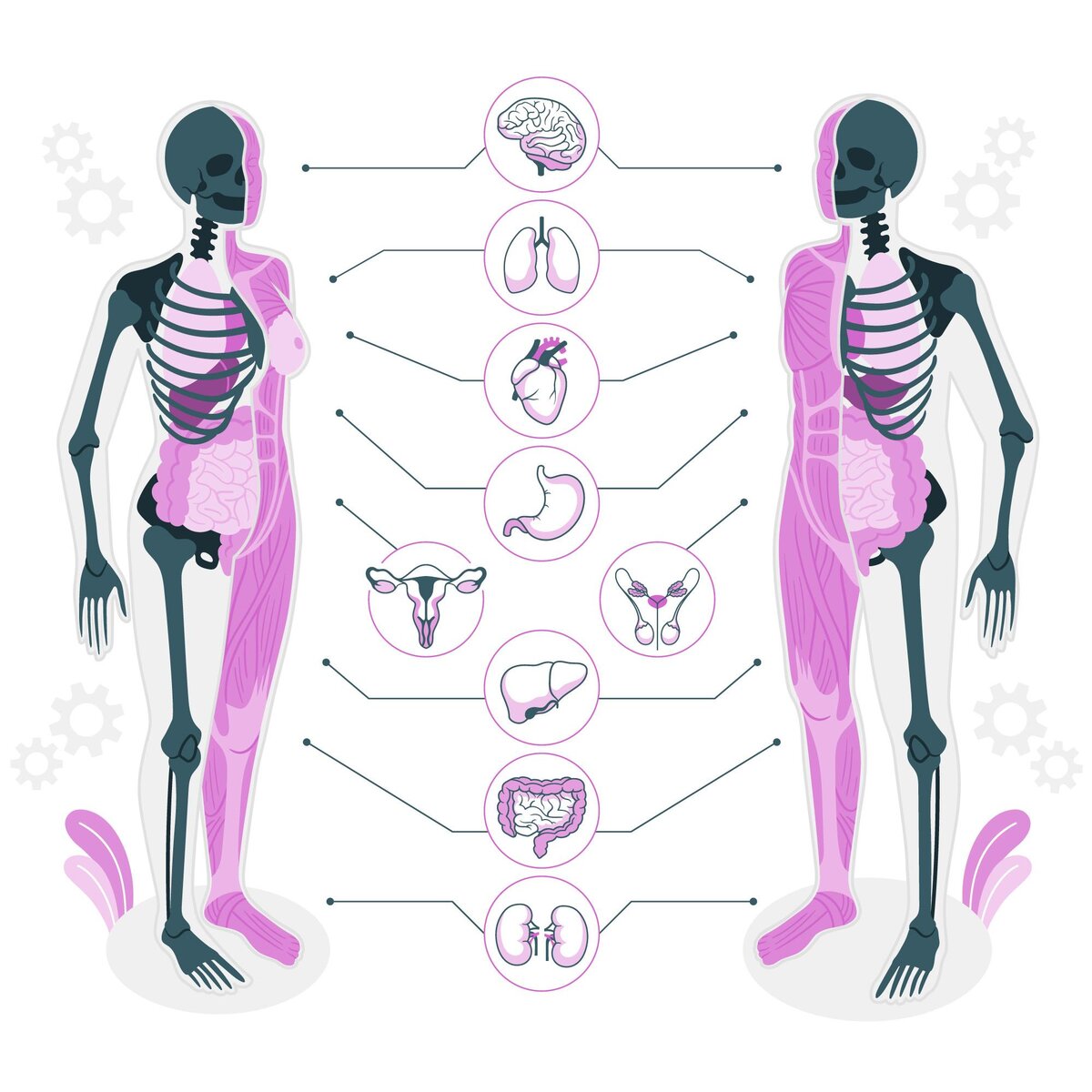 <a href="https://www.freepik.com/free-vector/body-anatomy-concept-illustration_14911774.htm#query=%D0%BF%D0%BE%D0%B7%D0%B2%D0%BE%D0%BD%D0%BE%D1%87%D0%BD%D0%B8%D0%BA%20%D0%B8%20%D0%BE%D1%80%D0%B3%D0%B0%D0%BD%D1%8B&position=8&from_view=search&track=ais">Image by storyset</a> on Freepik