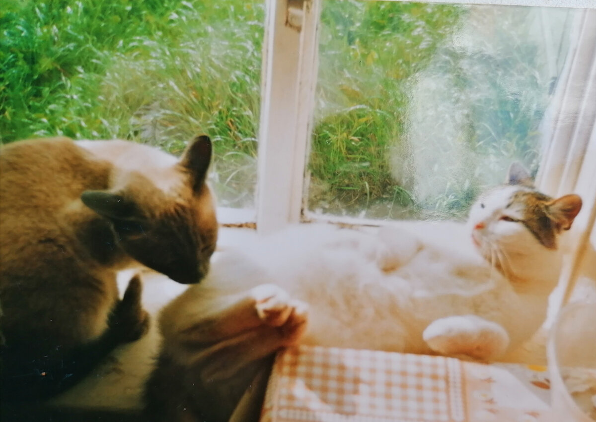 На окне в деревенском доме пузом кверху лежит Тоська, слева - Кася. 