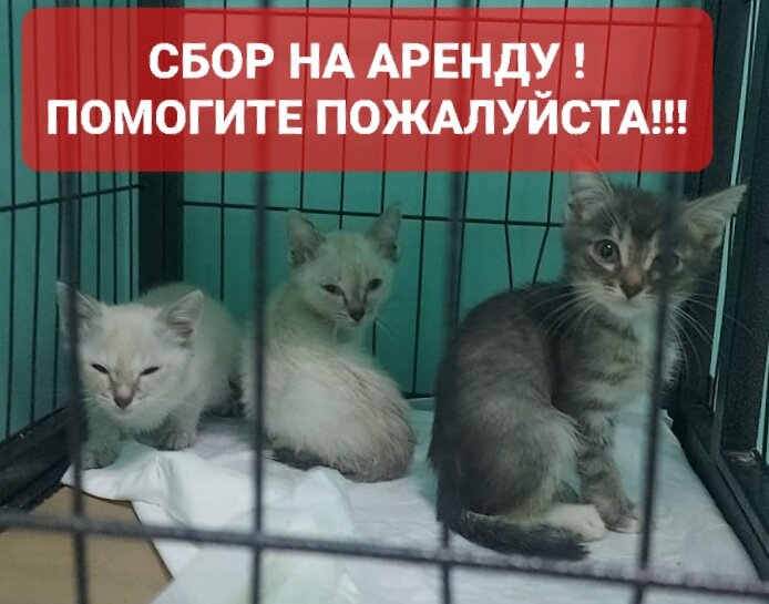 Котята долечиваются . 