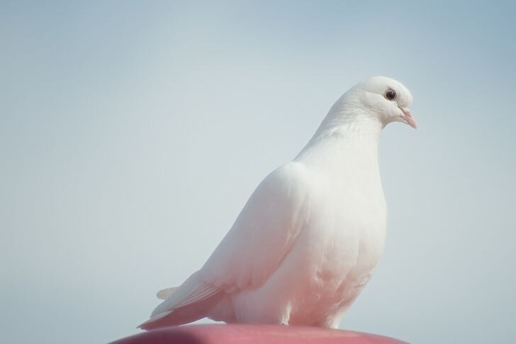 К чему прилетает белый голубь: народные приметы | TUT-NEWS.RU | Дзен