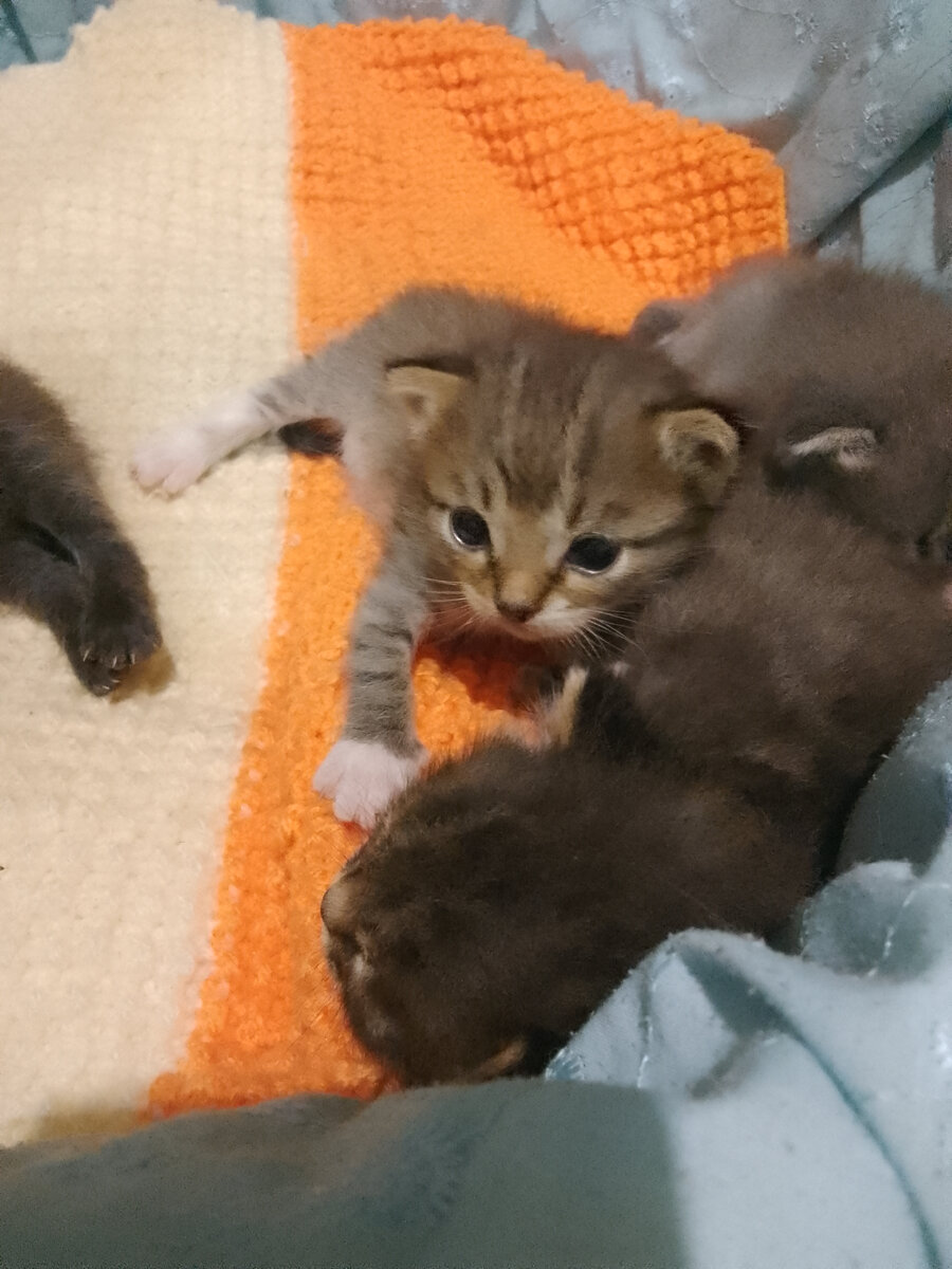 Задумчивая Муиза😺