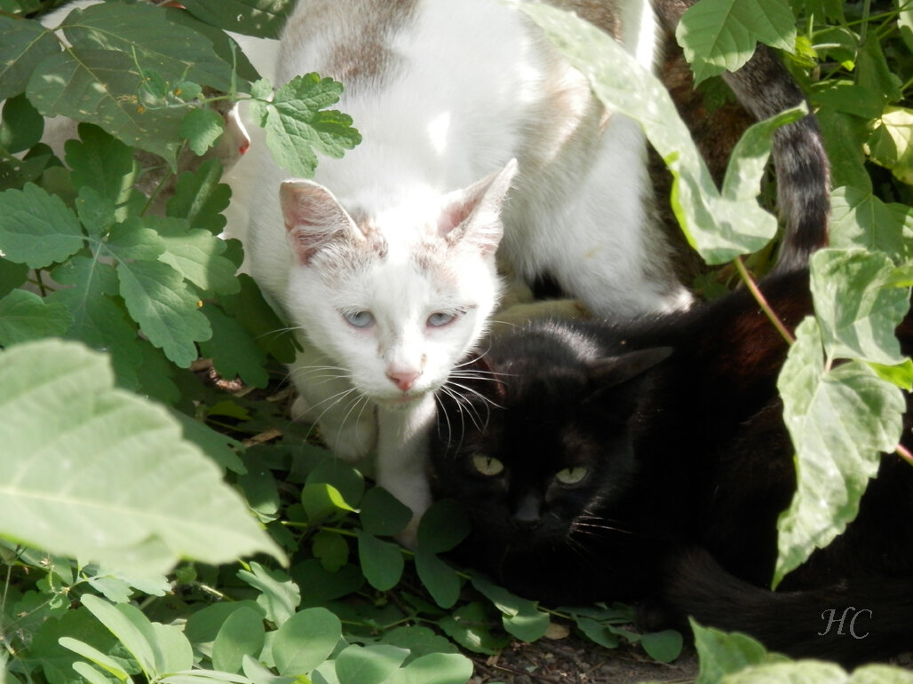 Ну, теперь ты иди черёмуху собирай, а я на берёзу полезу. 