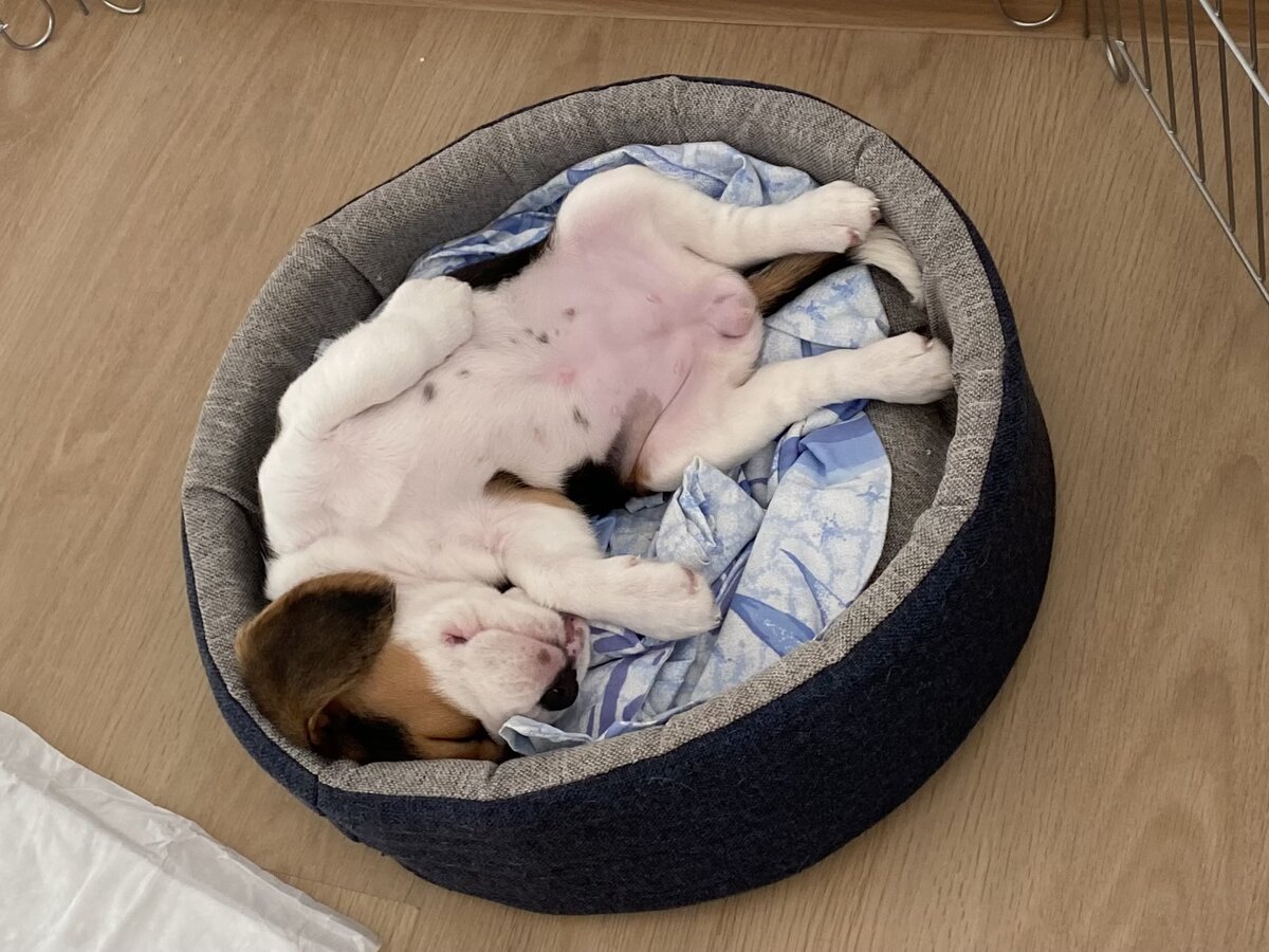 Редкие моменты сна)