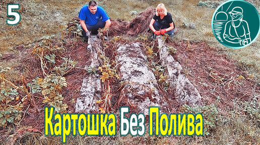 Download Video: 🥔 Посадка картофеля без полива в жаре и засухе ⯇5⯈ Уборка урожая и свойства картофеля