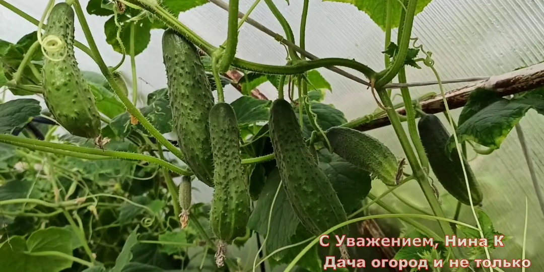 ОГУРЦЫ ОПРЫСКИВАЮ ЭТИМ В АВГУСТЕ-СЕНТЯБРЕ! ЛИСТЬЯ ОГУРЦОВ НЕ ЖЕЛТЕЮТ, УРОЖАЙ ДО МОРОЗОВ! Перекись водорода для огорода