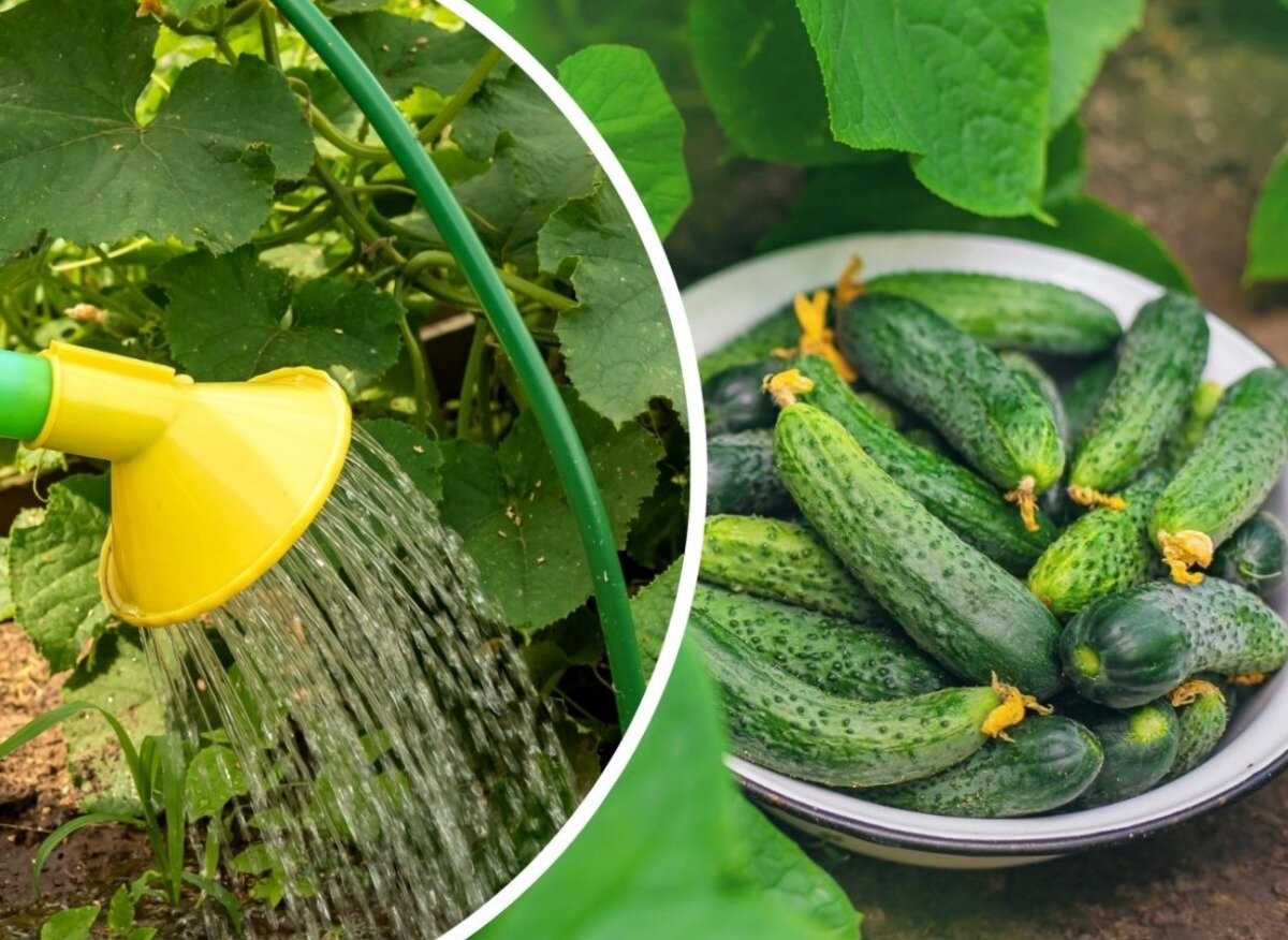 что делать с огурцами в августе