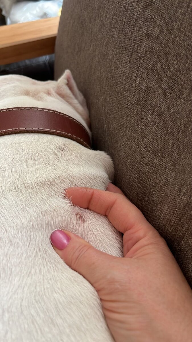 Собака владельца