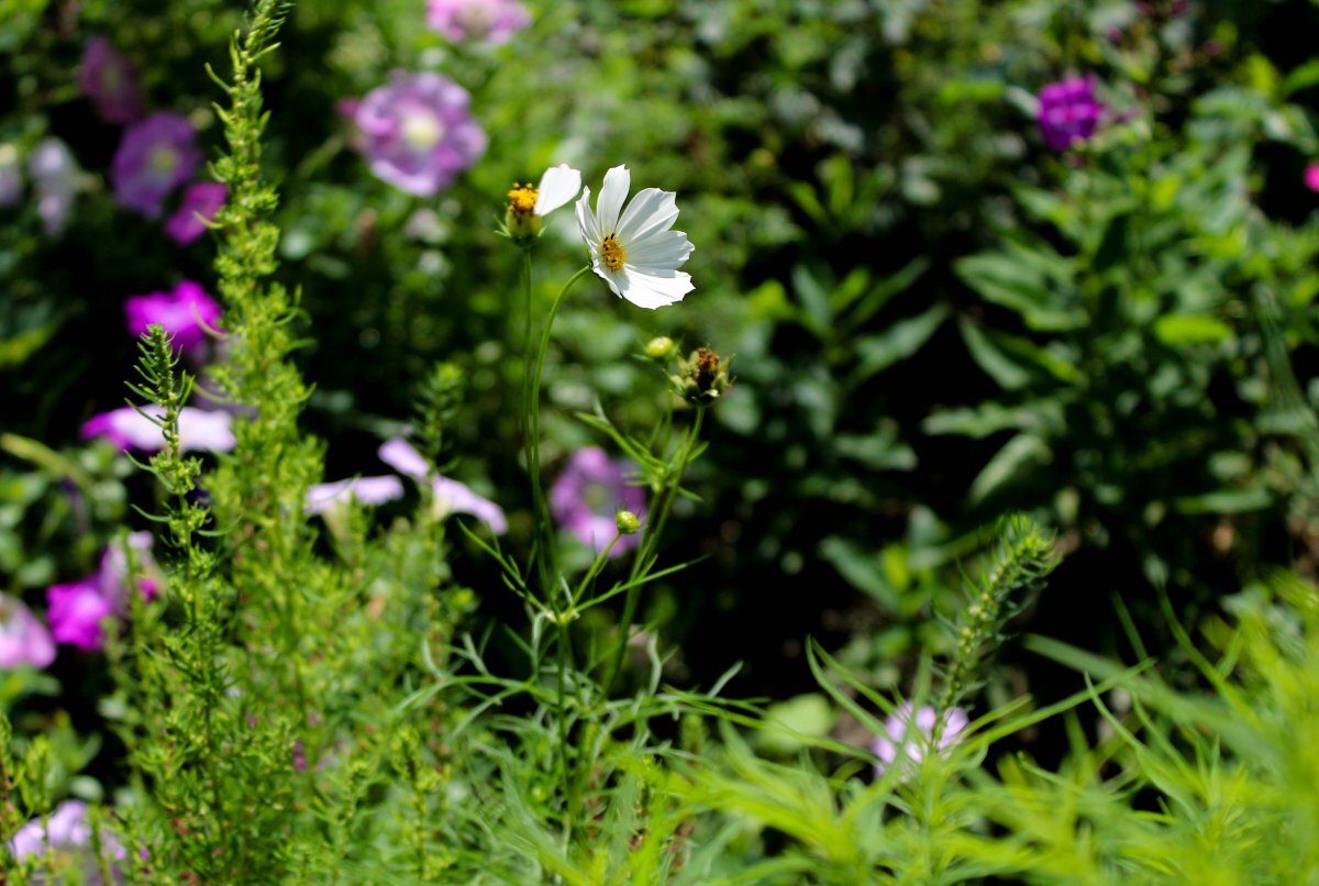    Синоптик Кичанова назвала самый теплый день на этой неделе в Новосибирске