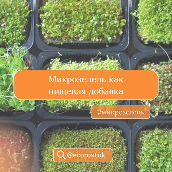 Микрозелень как пищевая добавка: открытие новых горизонтов в питании!