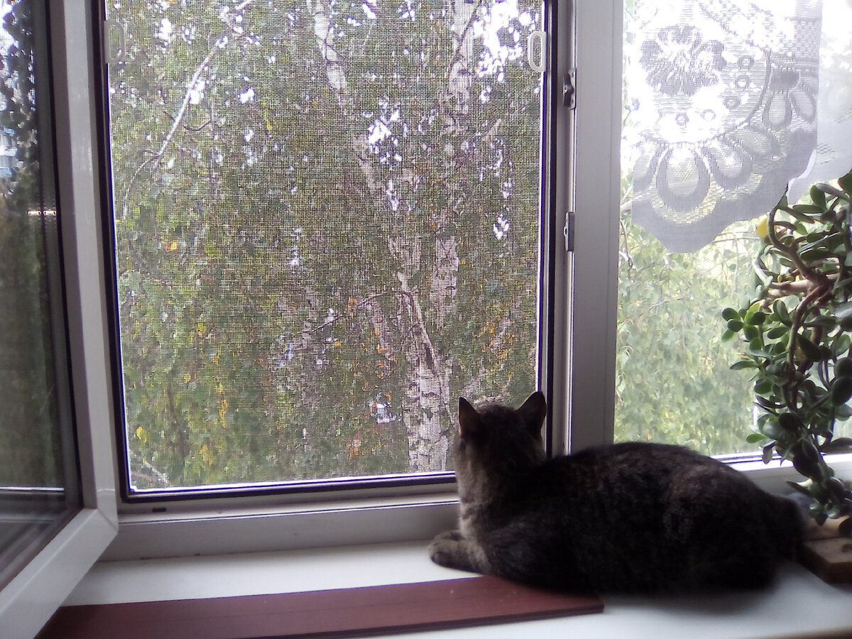 Кот Игорь Иванович. Личное фото автора.