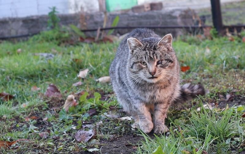 Наш садовый кот, который ловит мышей. Просто оставлю его здесь. ;)