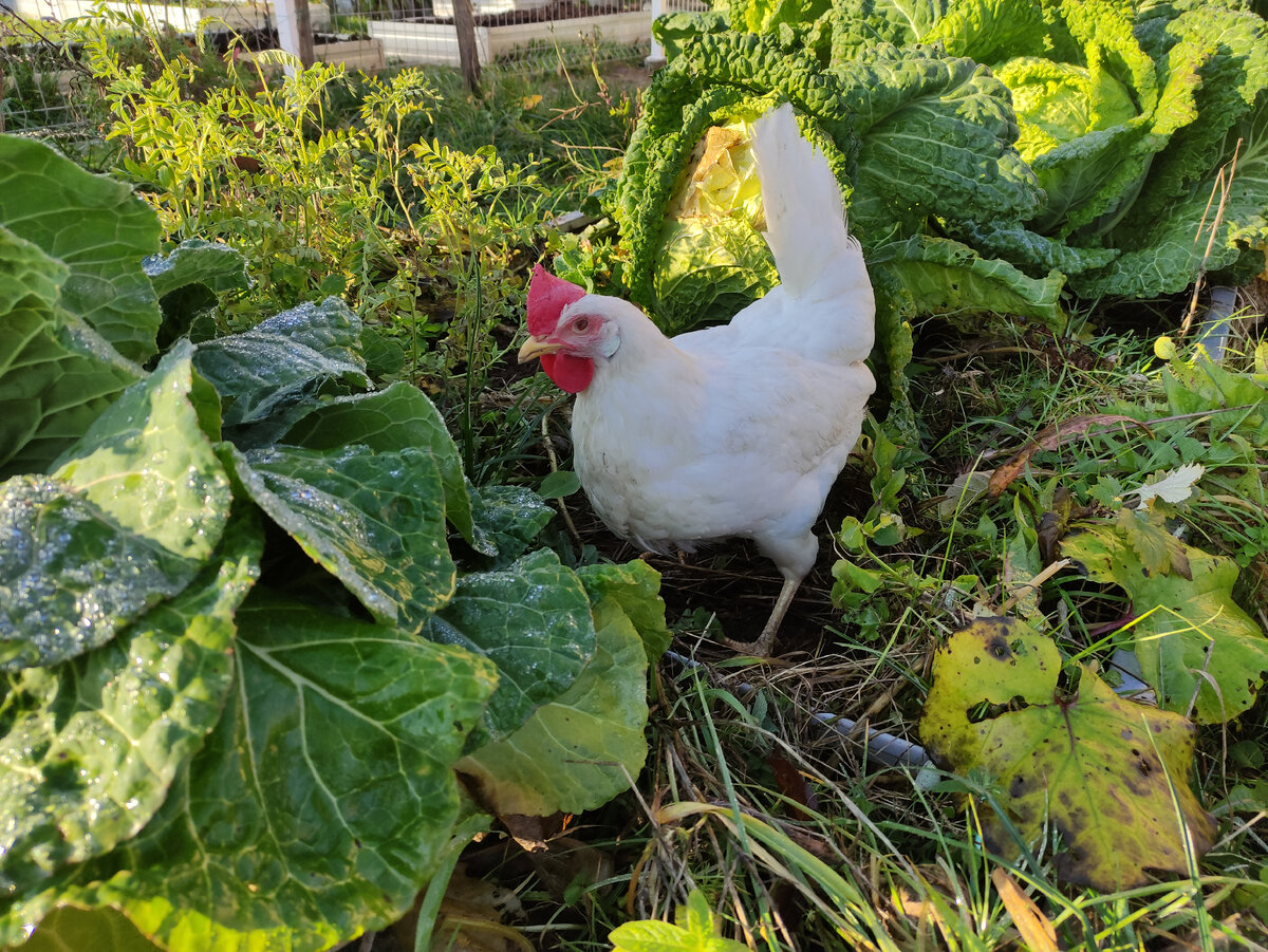 Ряба ищет червячков