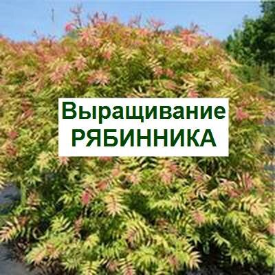 выращивание рябинника