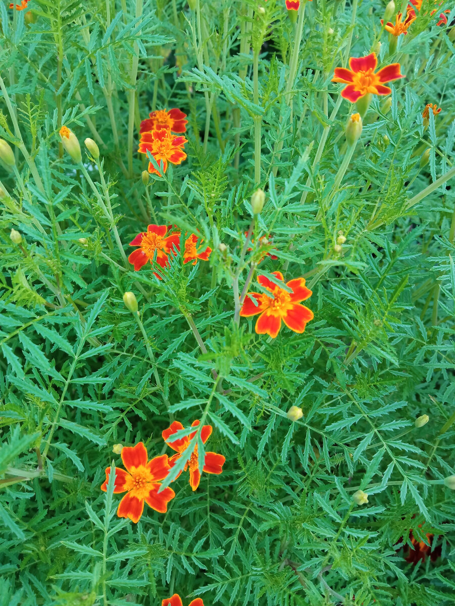 Вокруг красно-кирпичных лепестков тонкий оранжевый ободок. 