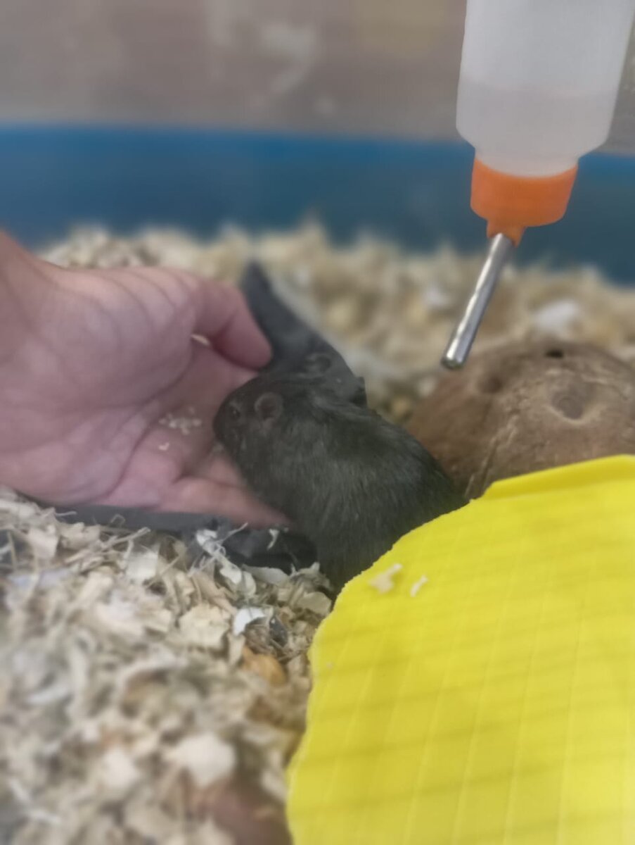 Песчанка ест с руки геркулес.