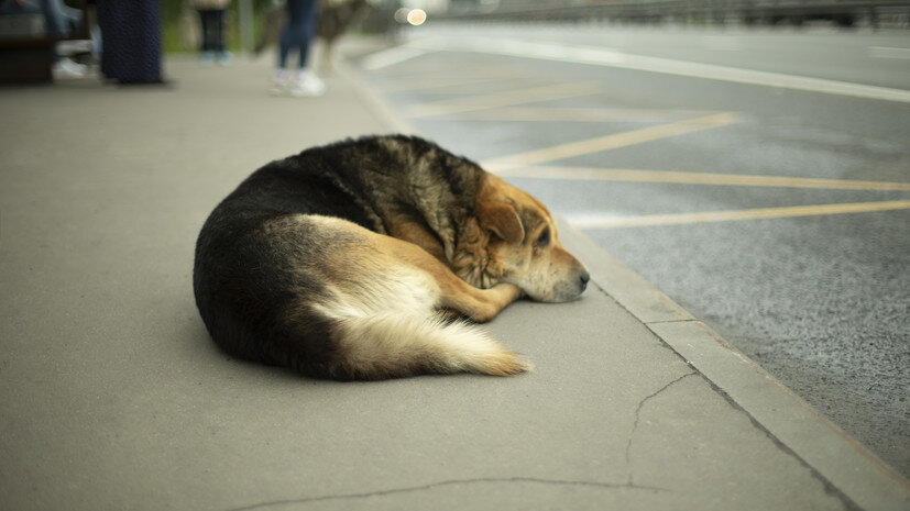   Gettyimages.ru Олег Копьёв