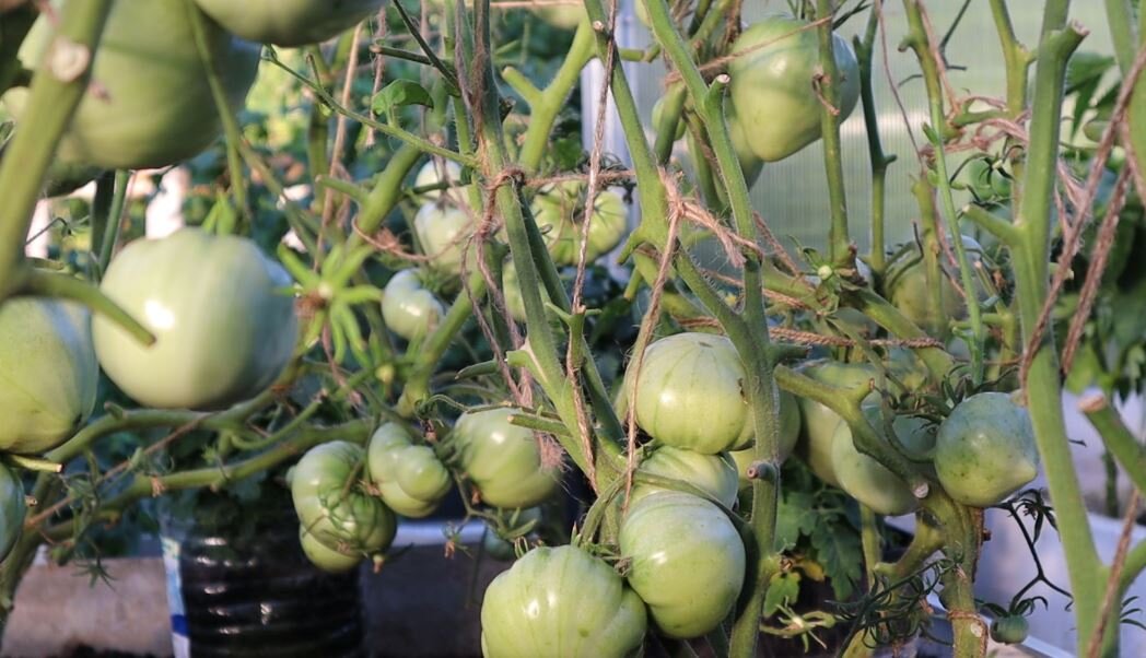 Предупреждающая обработка помидор и картофеля от болезней - залог хорошего урожая.