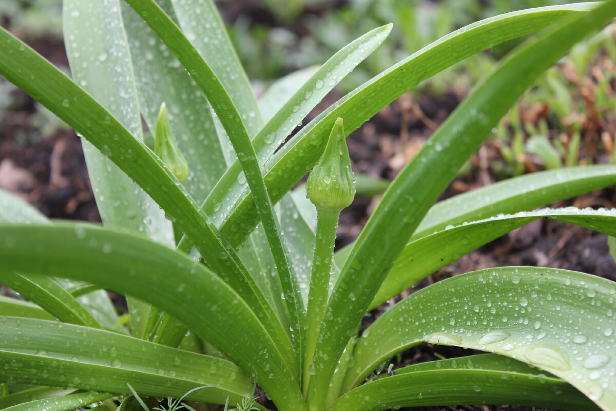 после дождичка