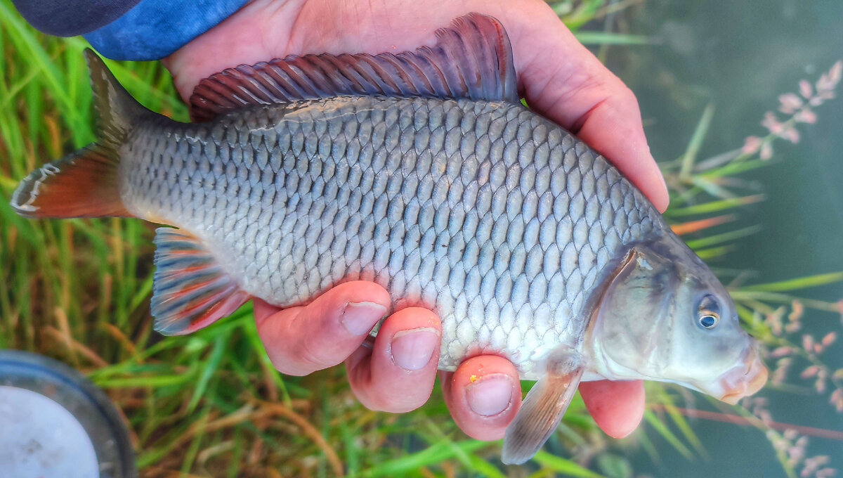 Одичавший карпик. Интересный водоем | Max Fishing | Дзен