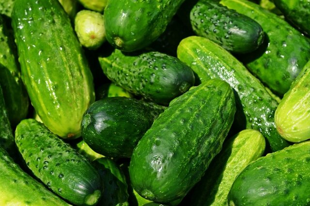    При заморозках больше всего пострадали огурцы и бахчевые культуры. Фото: pixabay.com