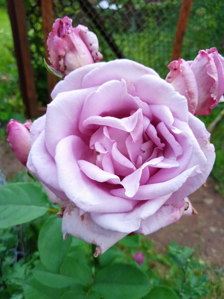 Цветёт роза ч/г Блю Парфюм