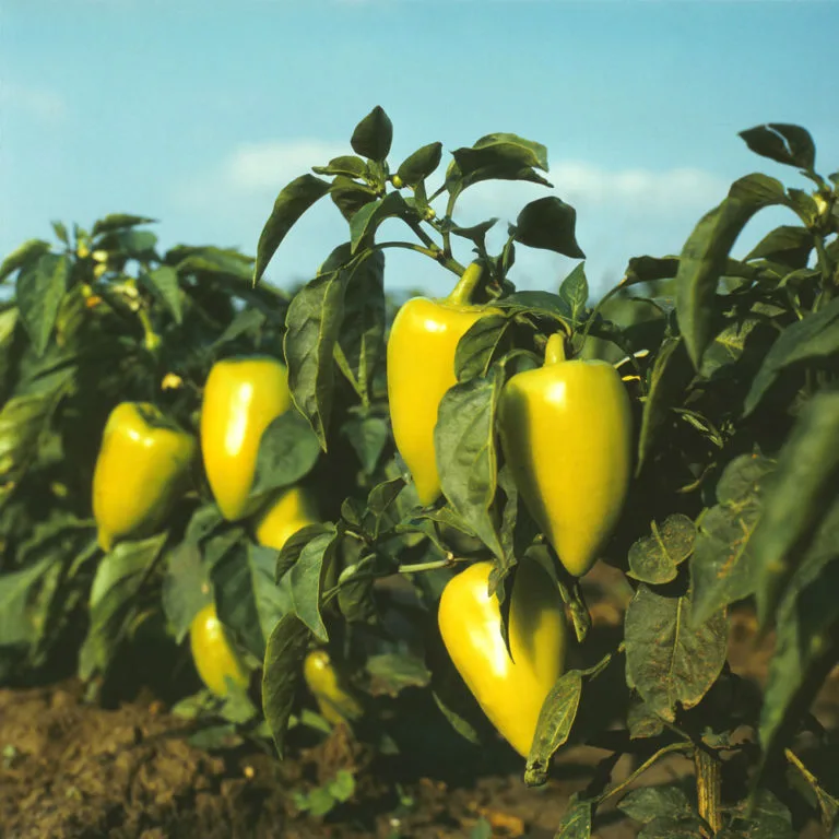 Куст болгарского перца. Плод Capsicum annuum. Перец однолетний семейство. Перец сладкий куст. Болгарский перец растение.