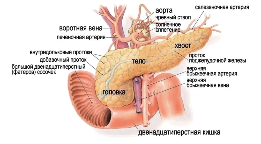 Поджелудочная железа и соседствующие органы