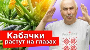 Что обожают кабачки? Подкормки, от которых много завязей, все плоды растут вкусными и не гниют