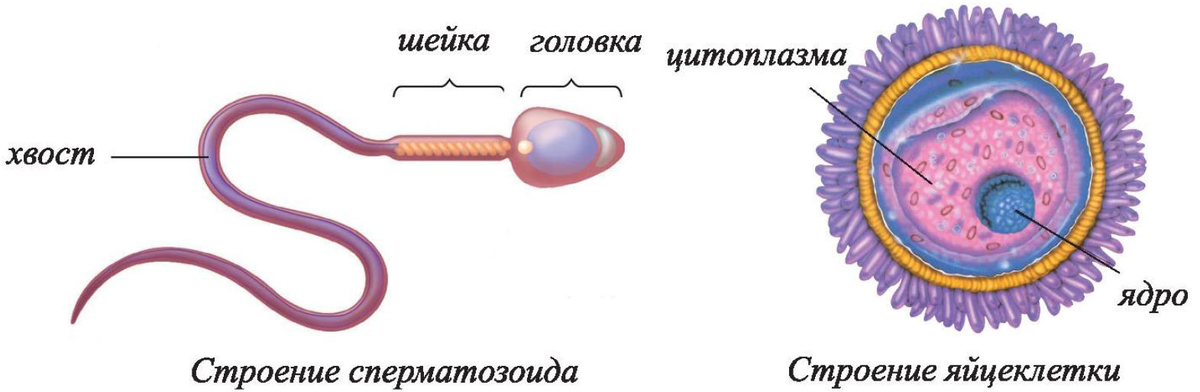 Патология головки сперматозоида