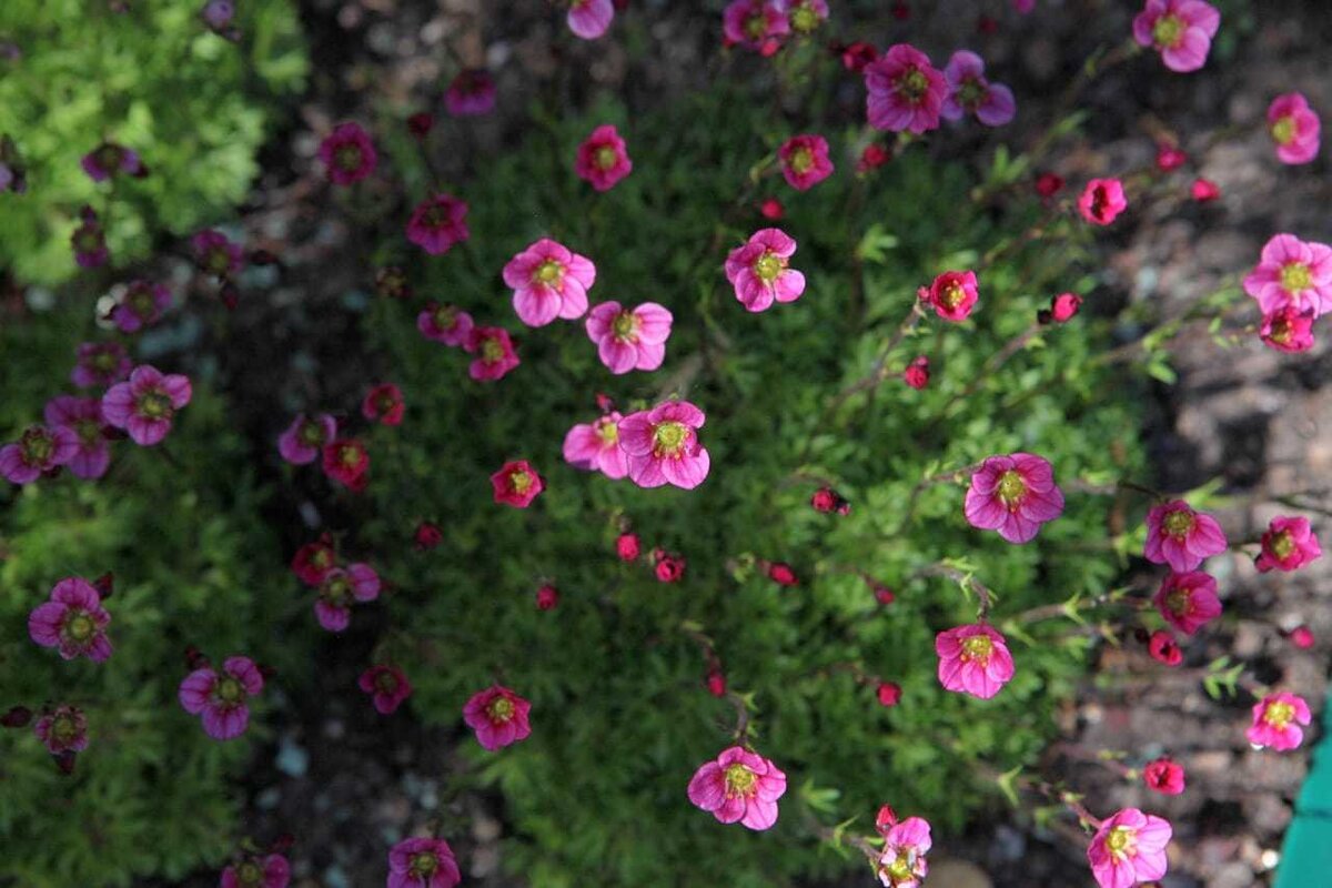    'Розовый ковёр' в начале цветения