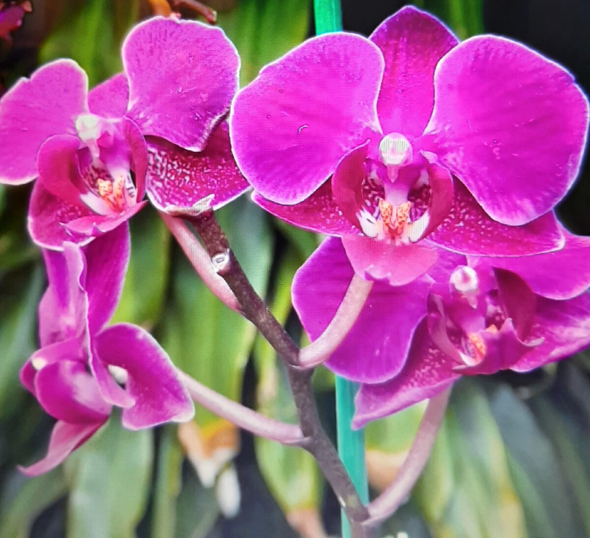Архидея. Орхидея фаленопсис Каталина. Фаленопсис Nile. Орхидея Phalaenopsis Carmen. Фаленопсис Feline