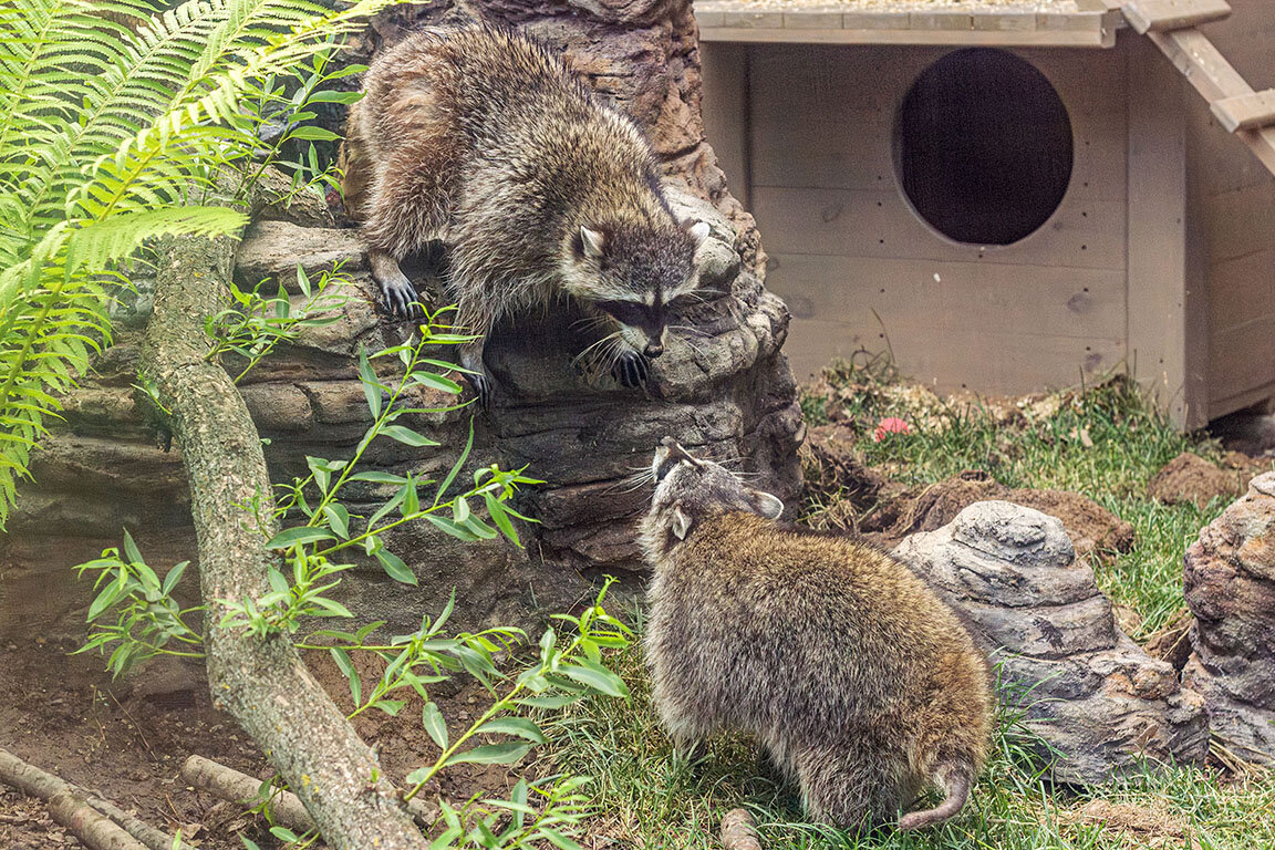 График работы московского зоопарка 2023. График работы московского зоопарка 2023. График работы московского зоопарка 2023. Московский зоопарк режим работы. График работы московского зоопарка 2023.