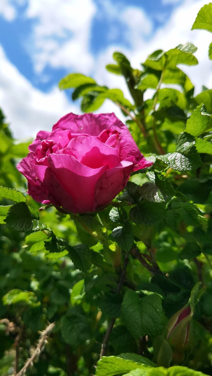 Дикая роза или шиповник. Название разное, сорт один. Фото автора