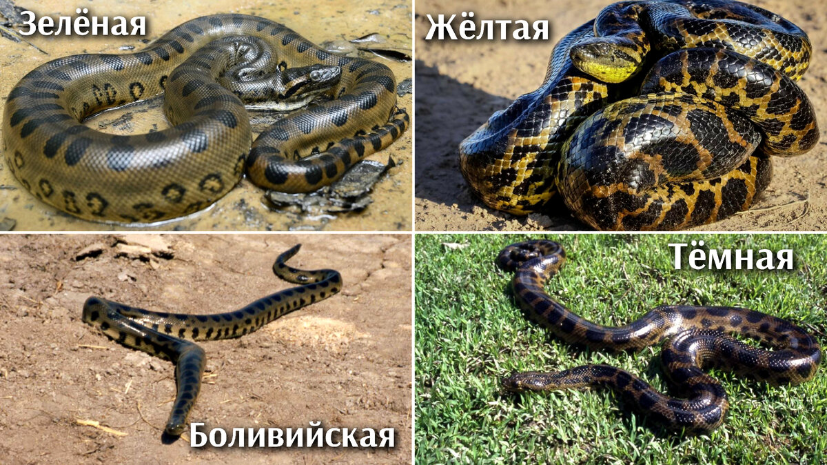 Коричневая анаконда 2024 на русском. Анаконда змея. Самая длинная змея. Самые большие змеи в мире. Самая длинная змея в мире.