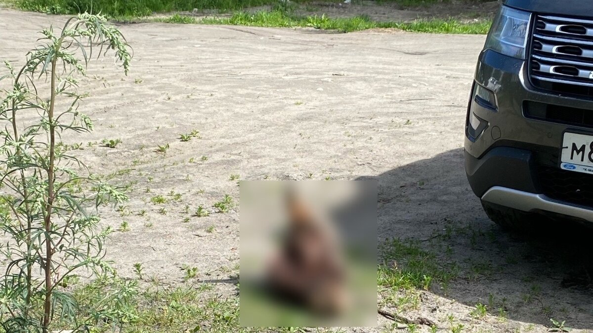     Жители города в Карелии опубликовали фотографию отрубленной головы быка, которая лежит во дворе одного из домов. Пост появился в соцсетях.