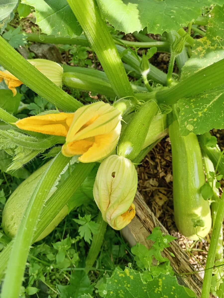 Кабачок сорт "Искандер".