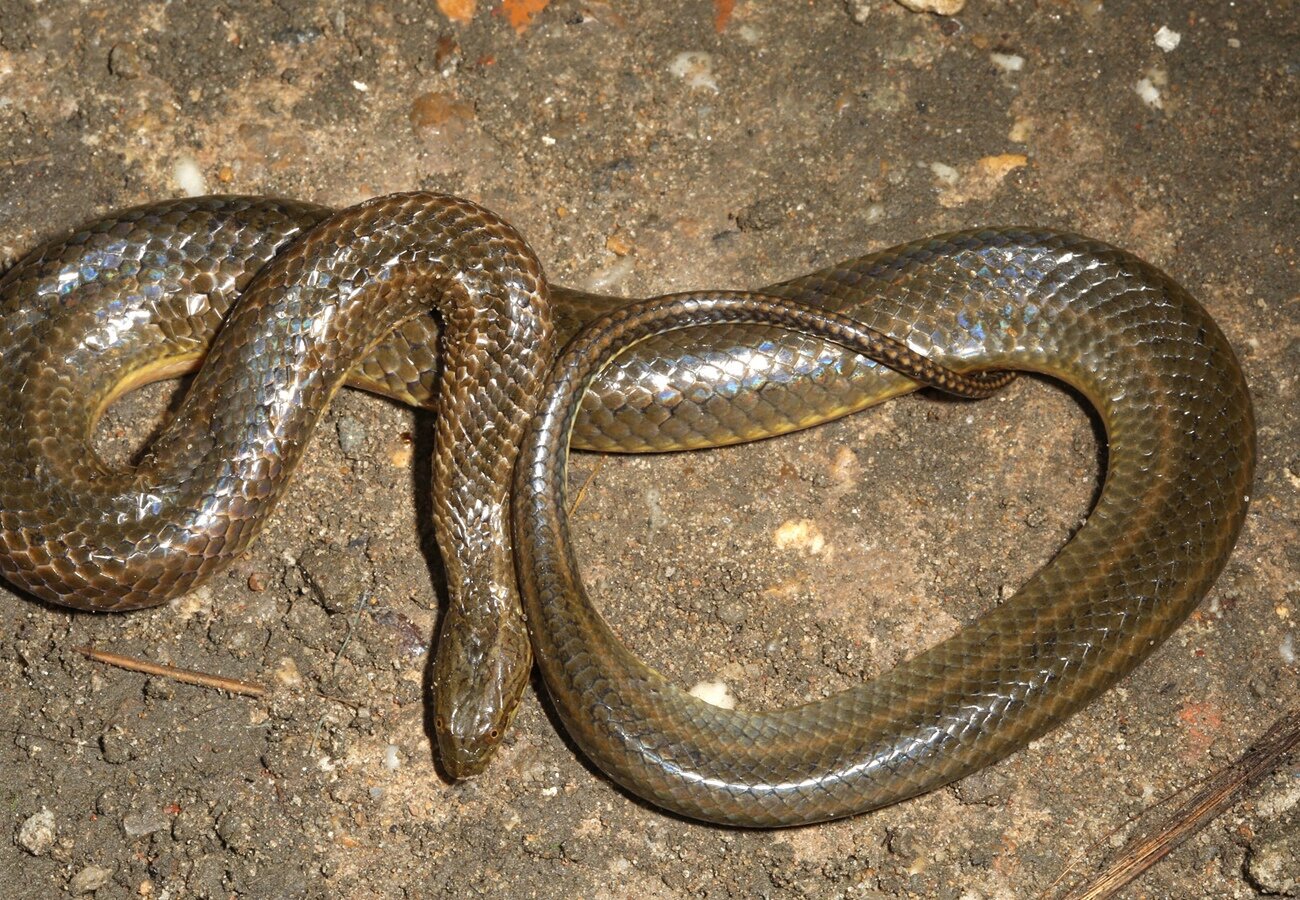 Василиск змей с коротким хвостом.