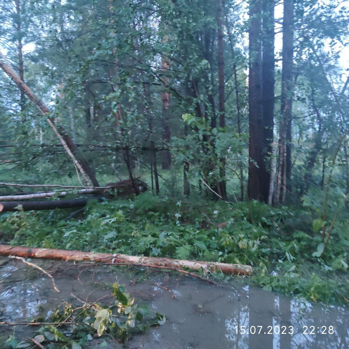 По дороге везде заваленные деревья