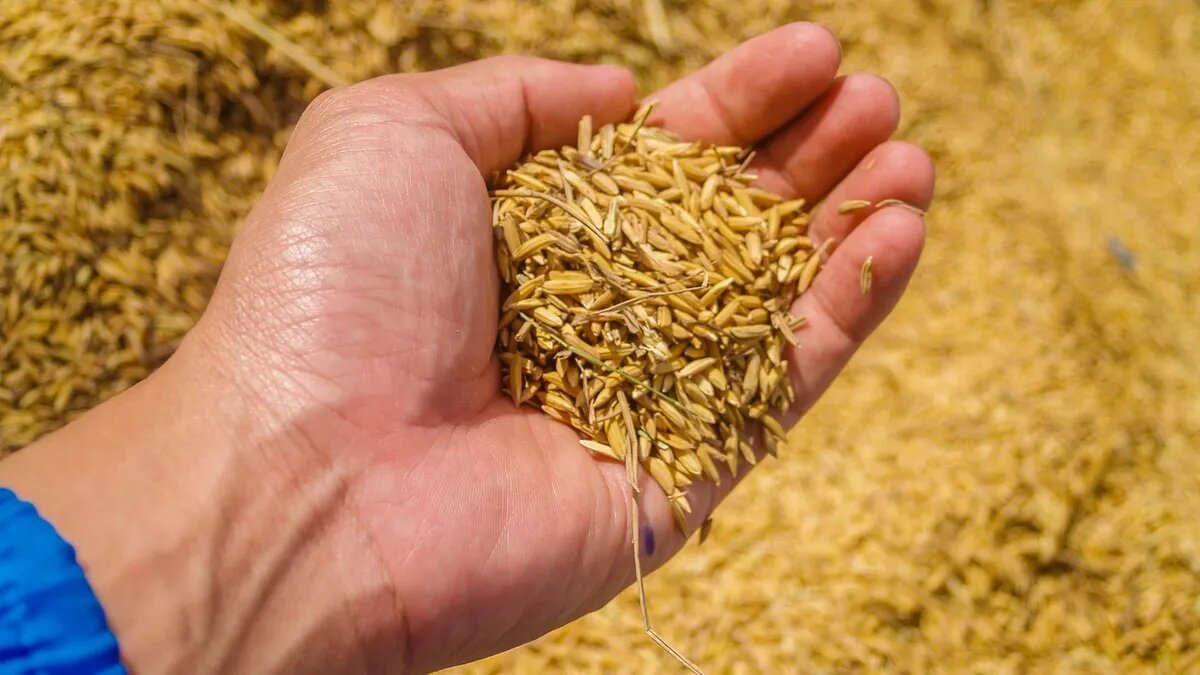 Наливой преподобного Андрея на Руси прозвали за то, что к его именинам на полях наливались озимые культуры. Фото: pxhere.com